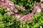 Quartz, Pink, Mystical, Flat Slice